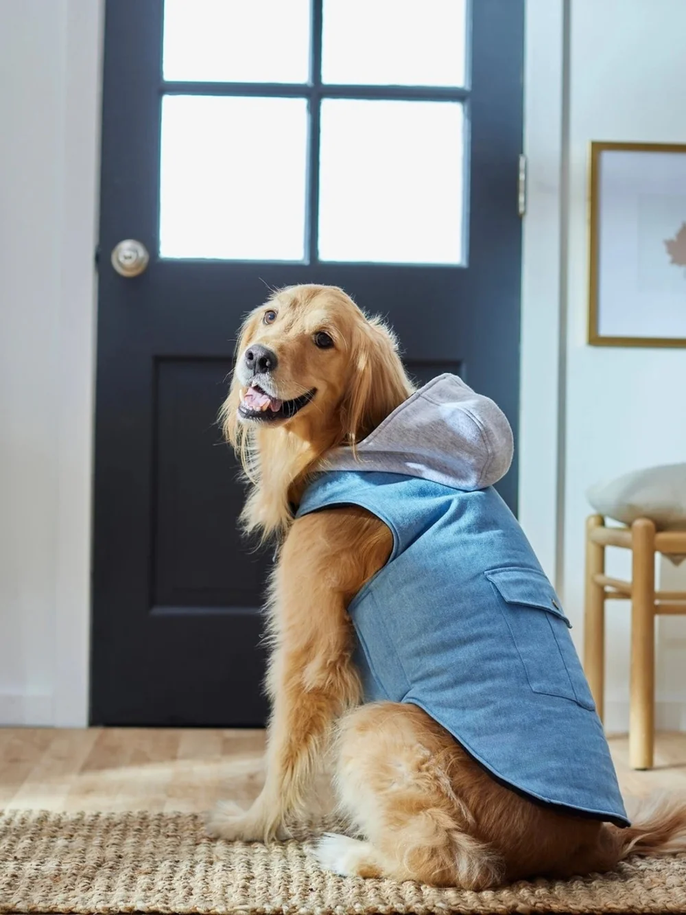 Frisco Dog Denim-Style Hooded Coat in Blue XL